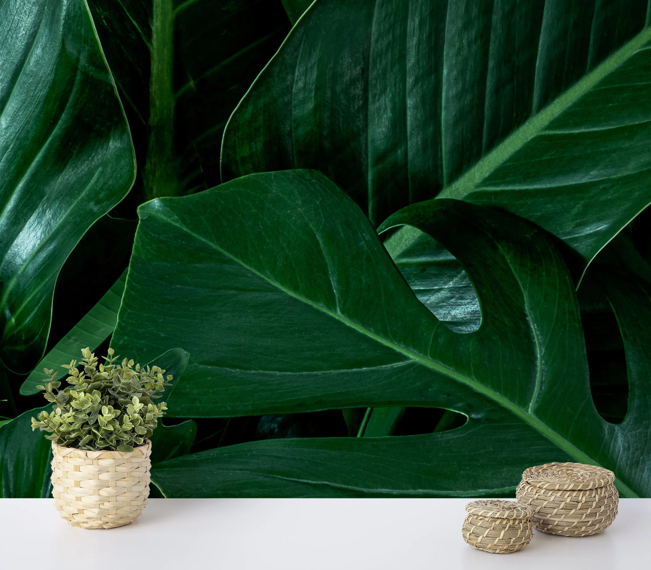 Large Dark Tropical Monstera Leaves Wallpaper, Green Verdant Monstera Peel & Stick Wall Mural